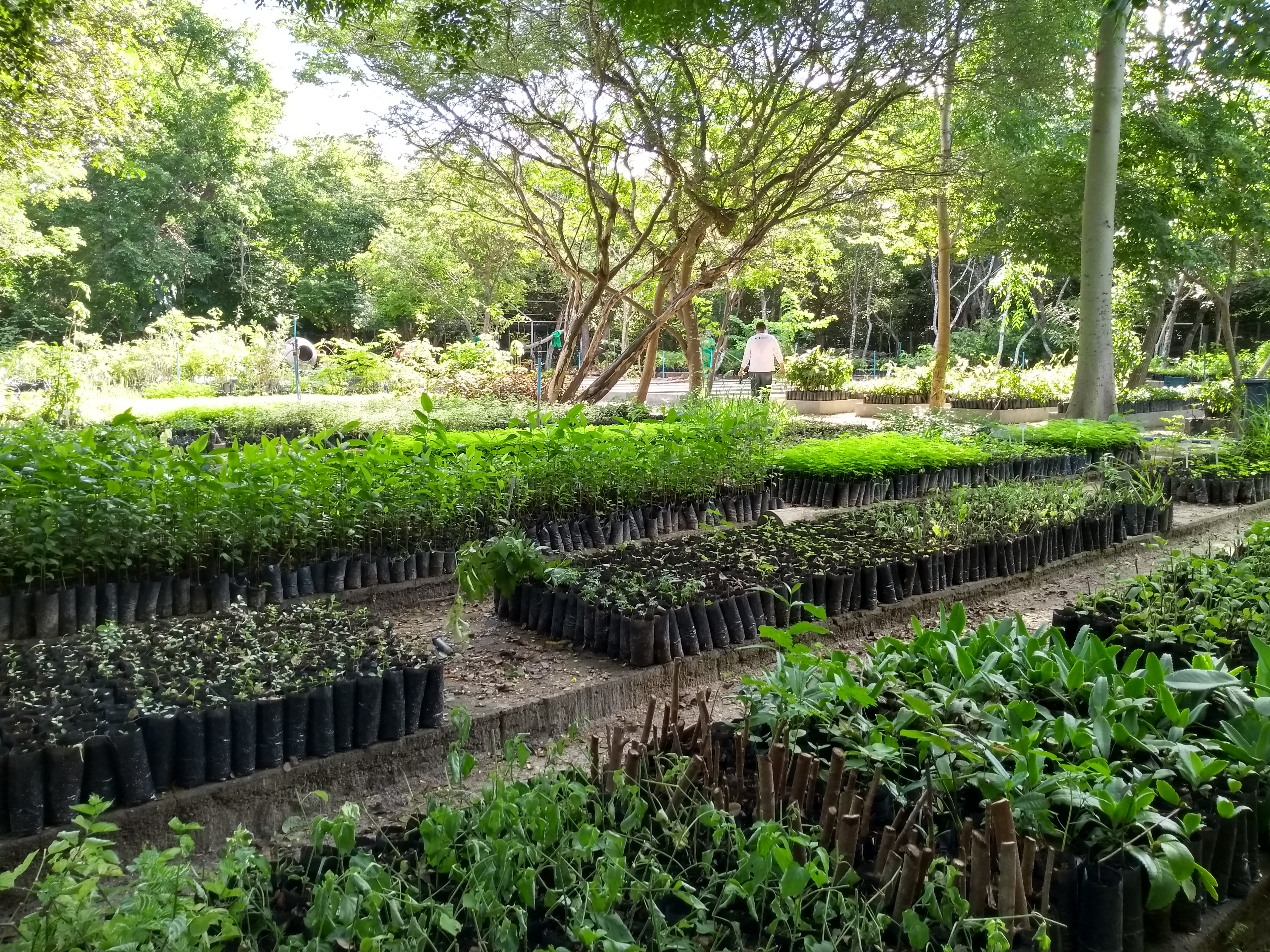 Produção e doação de mudas no Ceará continuam em ritmo forte