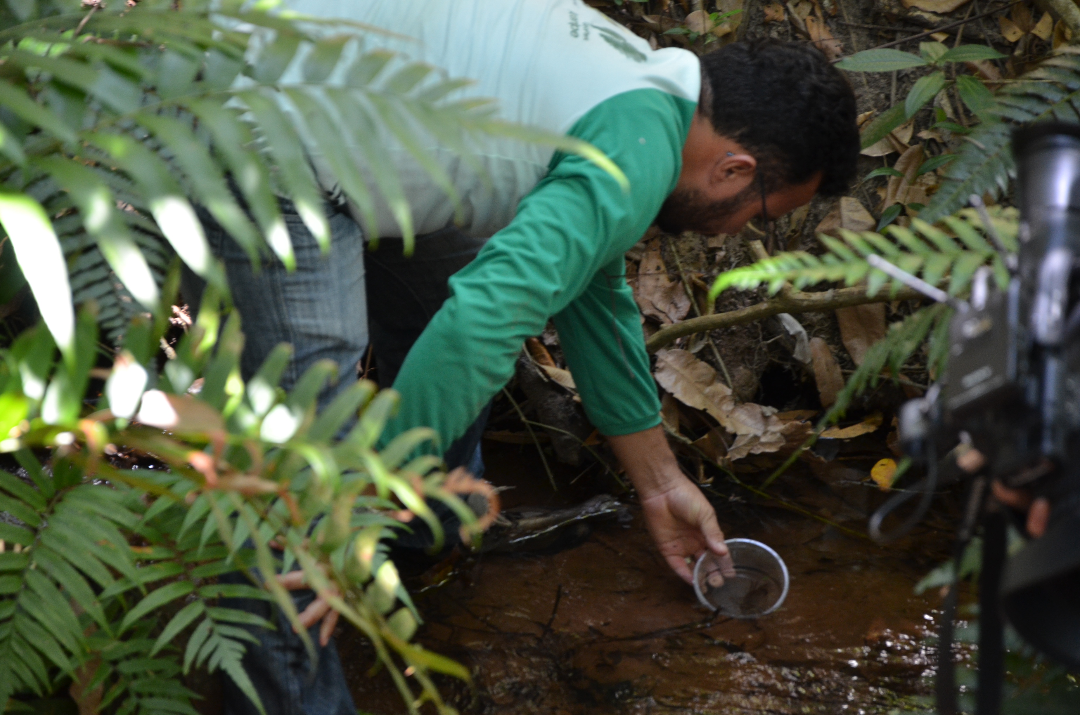 Reintrodução do carangueijo guajá-do-araripe ao seu habitat natural